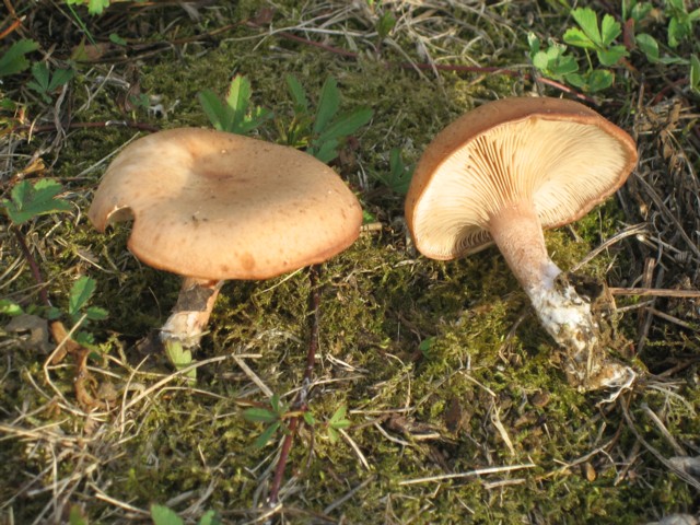 Rhodocybe gemina (Fr.)Kuyper et Noordeloos